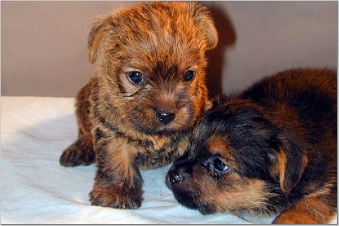 babies5weeks.jpg