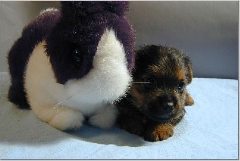 maleblackrabbit.jpg