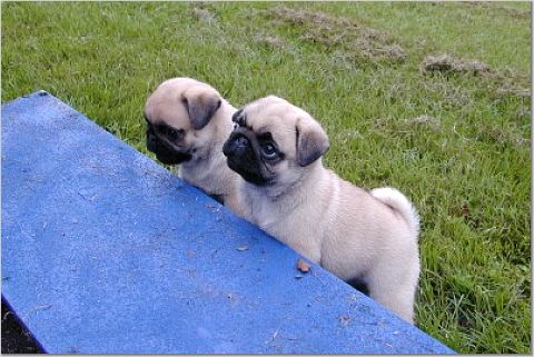 pugs.jpg